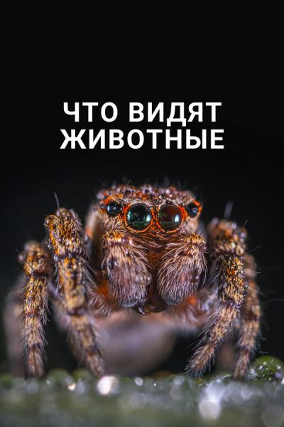 Что видят животные (2018)